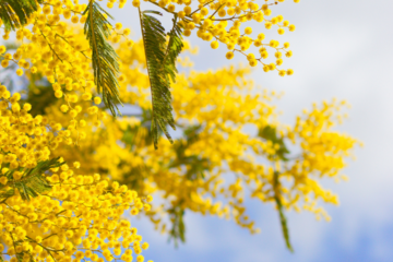 photo de mimosa lors d'une randonnée du mimosa à Tanneron