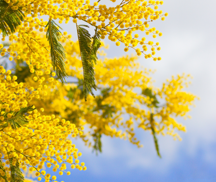 photo de mimosa lors d'une randonnée du mimosa à Tanneron