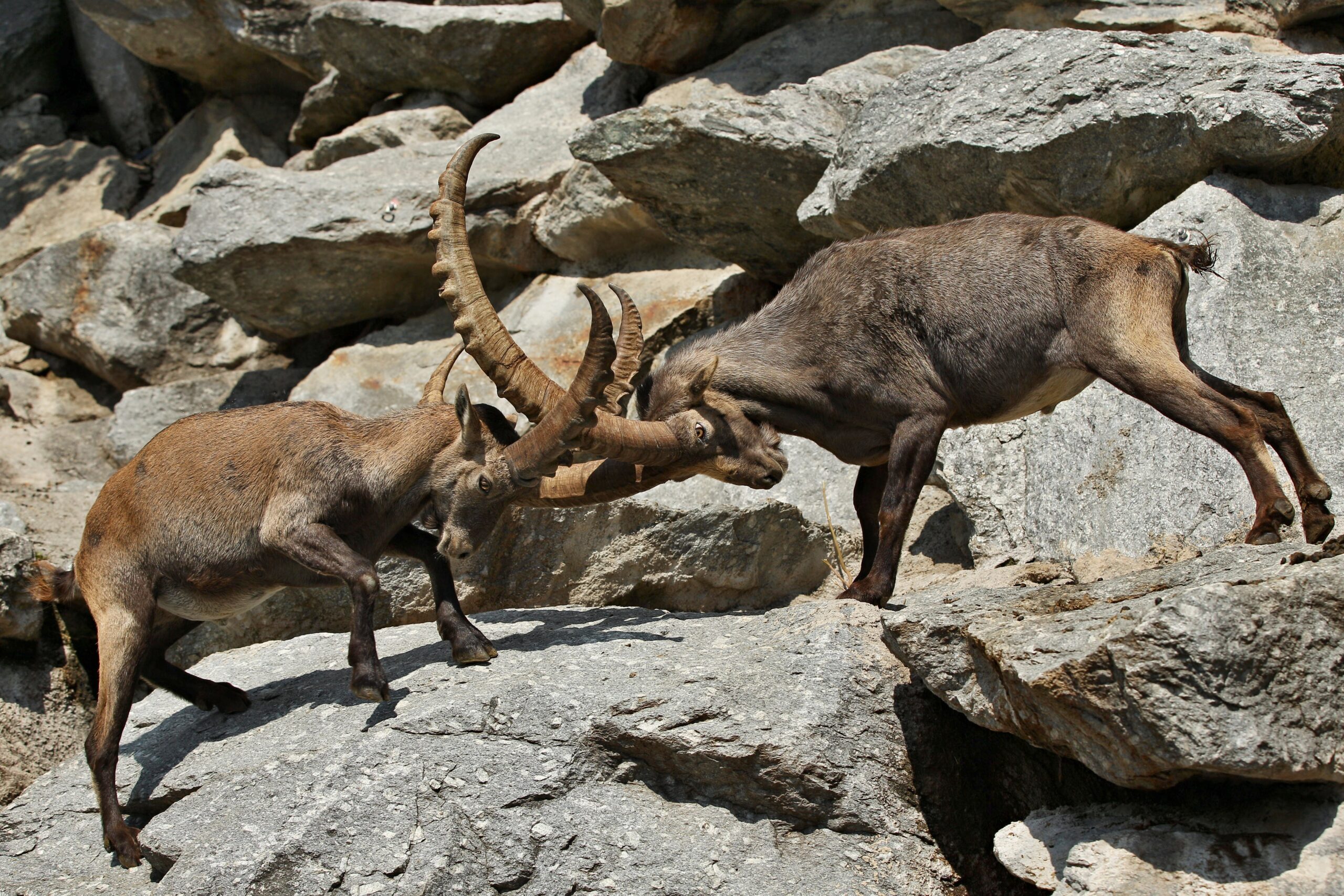 Les secrets de la faune du mercantour